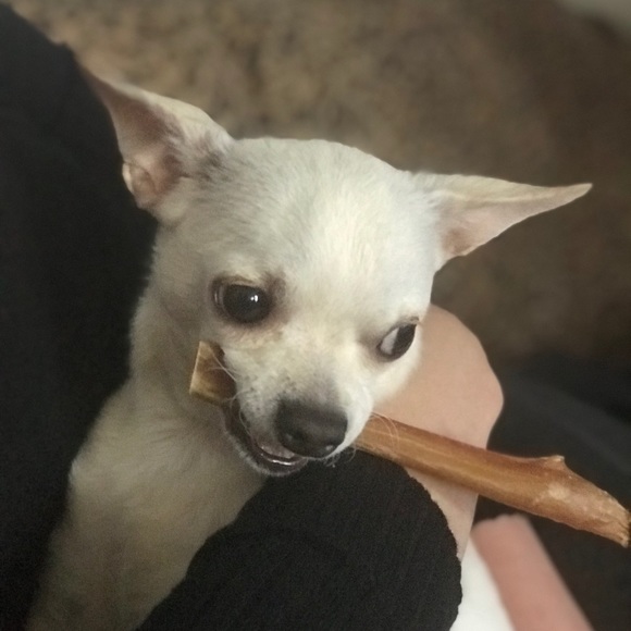 This is Boston. Help me save him.💞 - Picture 6 of 10